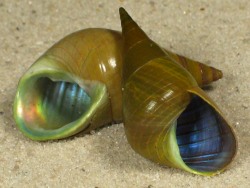 Phasianotrochus eximius - Trochidae