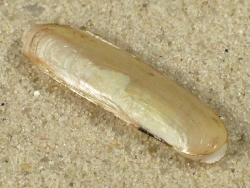 Phaxas pellucidus - Pharidae