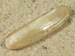 Phaxas pellucidus - Pharidae