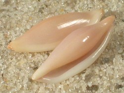 Pellasimnia angasi - Ovulidae