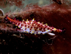 Phenacovolva rosea - Ovulidae