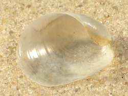 Philine quadripartita - Philinidae