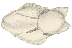 Philine quadripartita - Philinidae