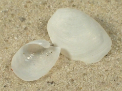 Philine quadripartita - Philinidae