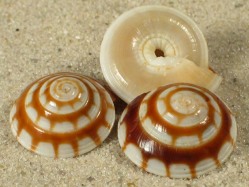 Psilaxis radiatus - Architectonicidae