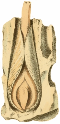 Pholas dactylus - Pholadidae