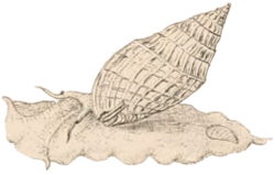 Phos textus - Nassariidae