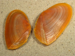 Tellina foliacea - Tellinidae