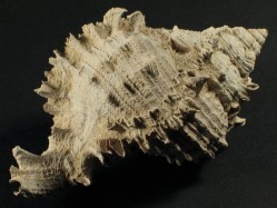 Phyllonotus globosus - Muricidae