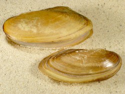 Pilsbryoconcha exilis - Unionidae