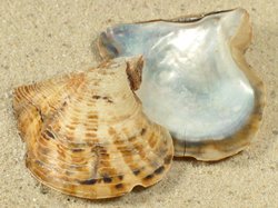 Pinctada capensis - Pteriidae