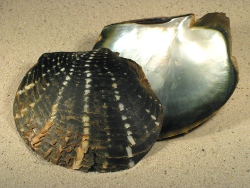 Pinctada margaritifera - Pteriidae