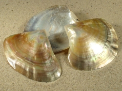 Pinctada margaritifera - Pteriidae