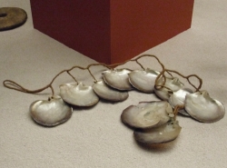 Pinctada margaritifera - Pteriidae