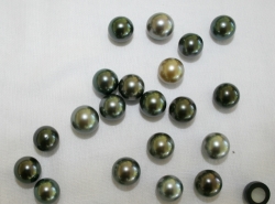 Pinctada margaritifera - Pteriidae