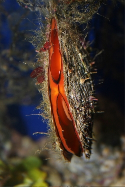 Pinctada margaritifera - Pteriidae