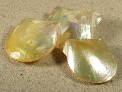 Pinctada martensii - Pteriidae