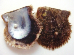 Pinctada martensii - Pteriidae