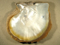 Pinctada maxima - Pteriidae