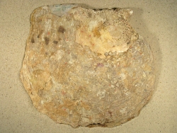 Pinctada maxima - Pteriidae