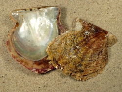 Pinctada radiata - Pteriidae