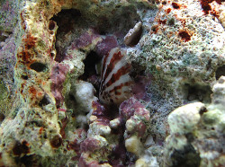 Pinctada radiata - Pteriidae