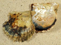 Pinctada radiata - Pteriidae