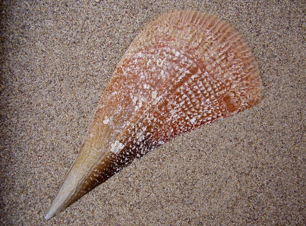 Pinna nobilis - Pinnidae