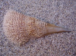 Pinna nobilis - Pinnidae