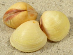 Pitar citrinus - Veneridae