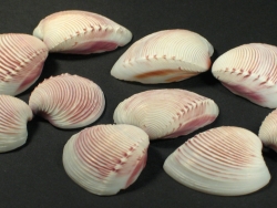 Hysteroconcha dione - Veneridae