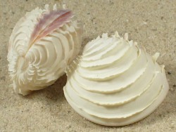 Placamen lamellatum - Veneridae