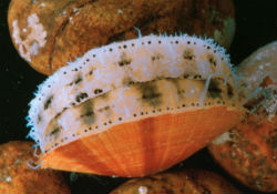 Placopecten magellanicus - Pectinidae