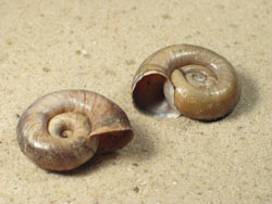 Planorbarius corneus - Planorbidae