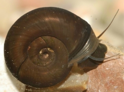 Planorbarius corneus - Planorbidae