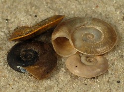 Planorbis carinatus - Planorbidae