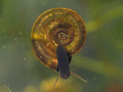 Planorbis planorbis - Planorbidae