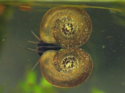 Planorbis planorbis - Planorbidae