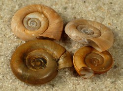 Planorbis planorbis - Planorbidae