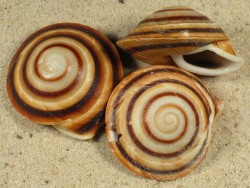 Pleurodonte rostrata - Pleurodontidae