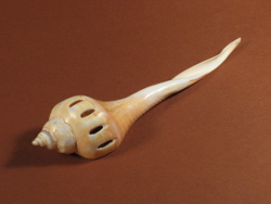 Pleuroploca trapezium - Fasciolariidae