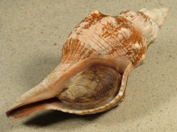 Pleuroploca trapezium - Fasciolariidae