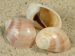 Mammilla melanostoma - Naticidae