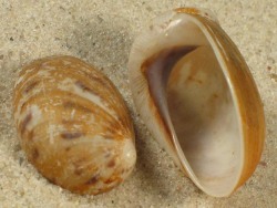 Mammilla simiae - Naticidae