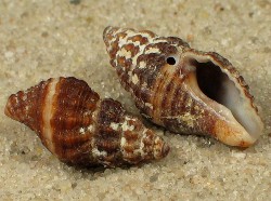 Pollia dorbignyi - Buccinidae