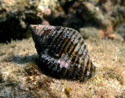 Pollia undosa - Buccinidae