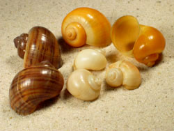 Pomacea diffusa - Ampullariidae