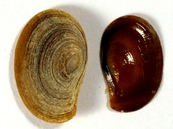 Pomacea diffusa - Ampullariidae