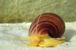 Pomacea diffusa - Ampullariidae