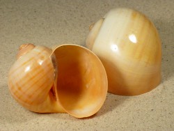 Pomacea paludosa - Ampullariidae